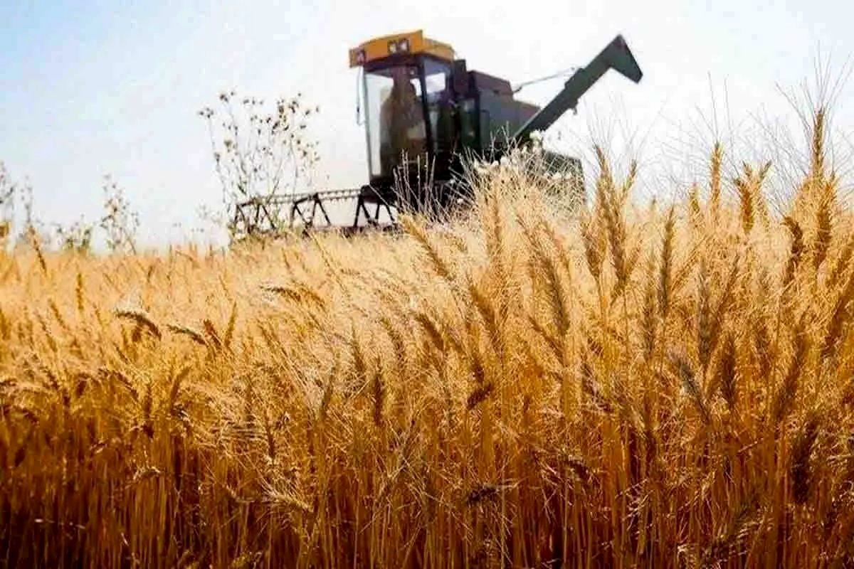 پیش بینی تولید ۵۵۰ هزار تن گندم در استان زنجان 